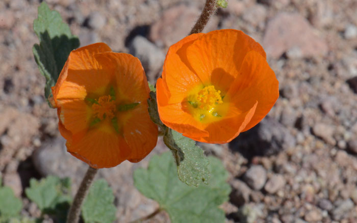 Sphaeralcea coulteri, Coulter's Globemallow